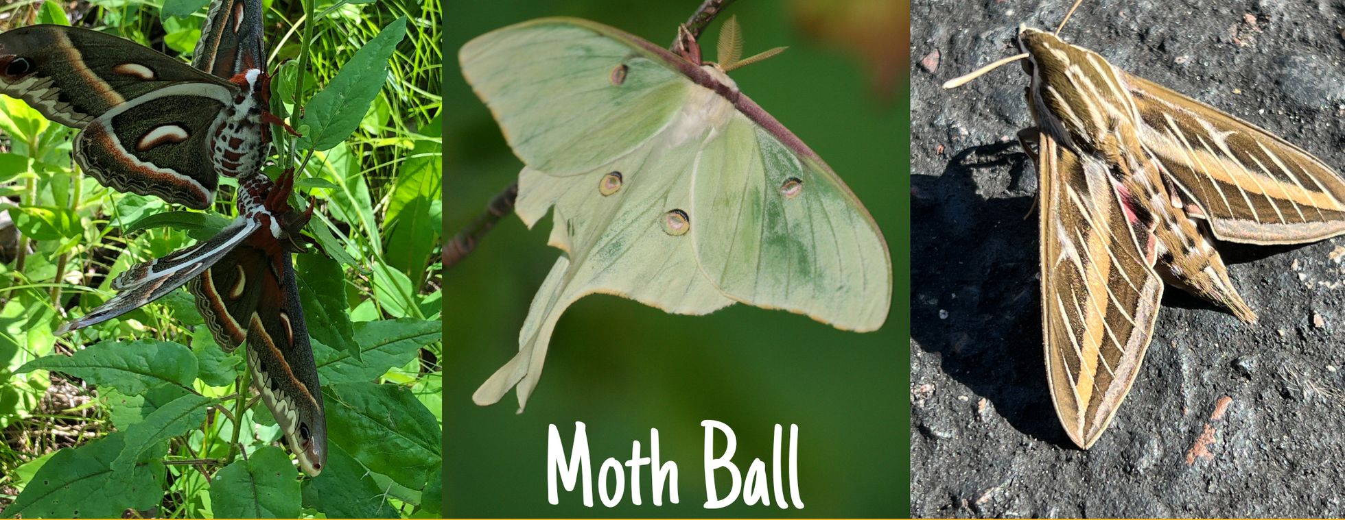 Moth Ball at Prairie Oaks: April 18